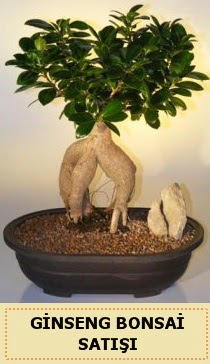 İthal Ginseng bonsai satışı japon ağacı  Ankara şentepe internetten çiçek siparişi 