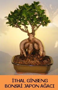 İthal japon ağacı ginseng bonsai satışı  Ankara Etlik çiçek gönderme 