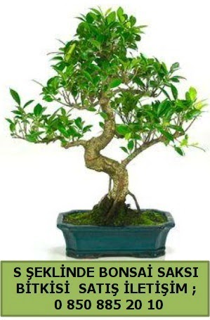 İthal S şeklinde dal eğriliği bonsai satışı  Ankara etlik İnternetten çiçek siparişi 