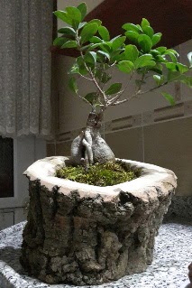 Ahşap kütük içerisinde ginseng bonsai  Ankara Keçiören cicek , cicekci 