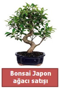 Japon ağacı bonsai satışı  Ankara şentepe internetten çiçek siparişi 