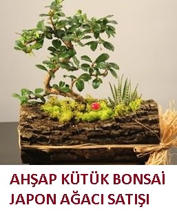 Ahşap kütük içerisinde bonsai ve 3 kaktüs  Ankara Keçiören çiçek siparişi vermek 