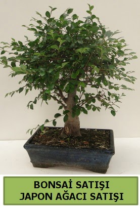 Minyatr bonsai japon aac sat  Ankara kalaba iek gnderme sitemiz gvenlidir 