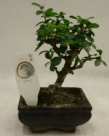 Küçük minyatür bonsai japon ağacı  Ankara etlik İnternetten çiçek siparişi 