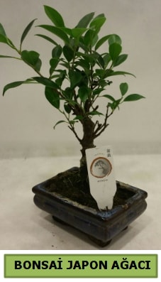 Bonsai japon ağacı saksı bitkisi  Ankara Keçiören çiçek siparişi sitesi 