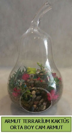 Cam Armut terrarium 5 kaktüs  Ankara etlik İnternetten çiçek siparişi 
