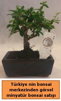 Japon ağacı bonsai satışı ithal görsel  Ankara aşağı eğlence çiçek yolla 