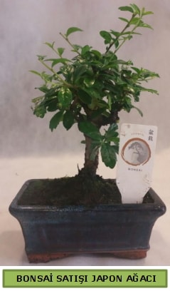 Minyatür bonsai ağacı satışı  Ankara etlik İnternetten çiçek siparişi 