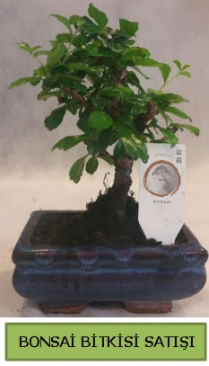 Bonsai ithal görsel minyatür japon ağacı  Ankara Keçiören güvenli kaliteli hızlı çiçek 