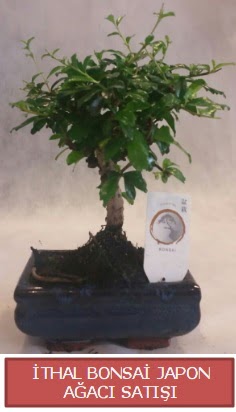 İthal küçük boy minyatür bonsai ağaç bitkisi  Ankara Keçiören online çiçekçi , çiçek siparişi 