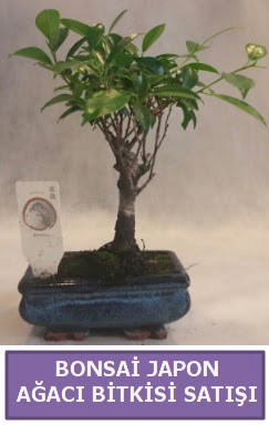 İthal Bonsai japon ağacı bitkisi satışı  Ankara Etlik çiçek gönderme 