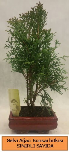 Selvi ağacı bonsai japon ağacı bitkisi  Ankara esertepe çiçek yolla , çiçek gönder , çiçekçi  