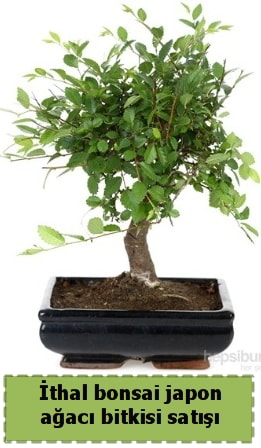İthal bonsai saksı çiçeği Japon ağacı satışı  Ankara Etlik çiçek gönderme 