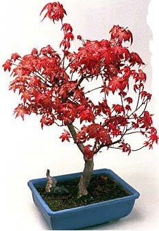 Amerikan akçaağaç bonsai bitkisi  Ankara aşağı eğlence çiçek yolla 