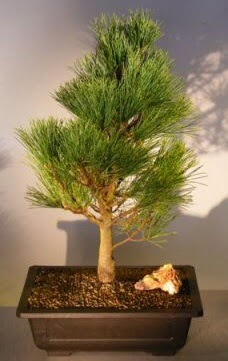 am aac japon aac bitkisi bonsai  Ankara Keiren online ieki , iek siparii 