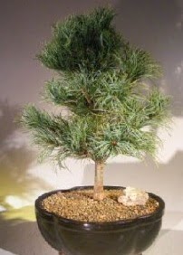 Çam ağacı bonsai bitkisi satışı  Ankara Keçiören güvenli kaliteli hızlı çiçek 