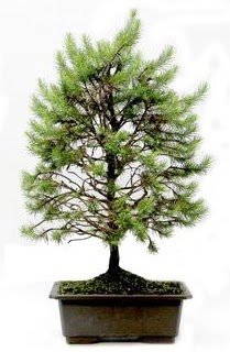 *** STOKTA YOK - Çam ağacı bonsai bitkisi satışı  Ankara Ufuktepe çiçek online çiçek siparişi 