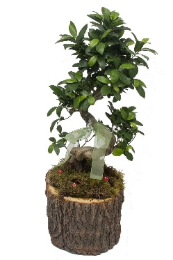 Doğal kütükte bonsai saksı bitkisi  Ankara Etlik çiçek gönderme 