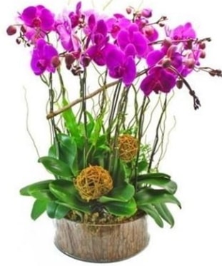 Ahşap kütükte lila mor orkide 8 li  Ankara bağlum online çiçek gönderme sipariş 