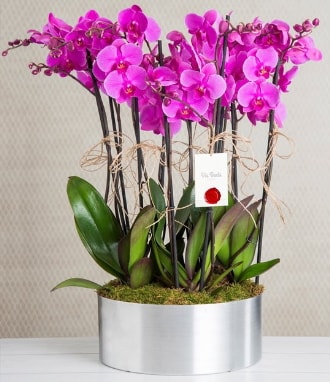11 dallı mor orkide metal vazoda  Ankara kalaba çiçek gönderme sitemiz güvenlidir 
