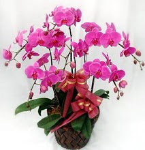 Sepet içerisinde 5 dallı lila orkide  Ankara Keçiören güvenli kaliteli hızlı çiçek 