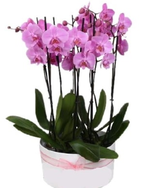 Beyaz seramik ierisinde 7 dall mor orkide  Ankara Keiren online ieki , iek siparii 