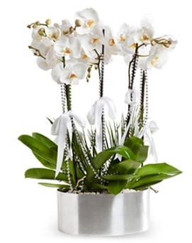 Beş dallı metal saksıda beyaz orkide  Ankara aşağı eğlence çiçek yolla 