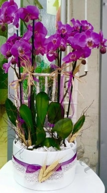 Seramik vazoda 4 dall mor lila orkide  Ankara bademlik 14 ubat sevgililer gn iek 