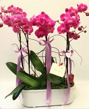 Beyaz seramik ierisinde 4 dall orkide  Ankara Keiren gvenli kaliteli hzl iek 