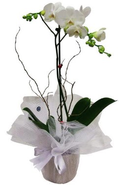 Tek dallı beyaz orkide  Ankara Keçiören anneler günü çiçek yolla 