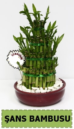 Şans piramit bambu saksı bitkisi  Ankara esertepe çiçek yolla , çiçek gönder , çiçekçi  