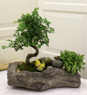 Ağaç kütük içerisinde bonsai ve sukulent  Ankara kalaba çiçek gönderme sitemiz güvenlidir 