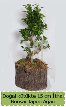 Doğal kütükte İthal bonsai japon ağacı  Ankara etlik İnternetten çiçek siparişi 