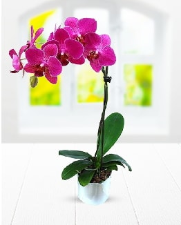 Tek dallı mor orkide  Ankara esertepe çiçek yolla , çiçek gönder , çiçekçi  