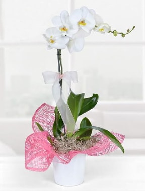 Tek dallı beyaz orkide seramik saksıda  Ankara etlik İnternetten çiçek siparişi 