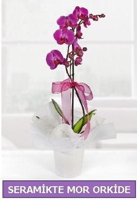 Seramik içerisinde birinci kalite tek dallı mor orkide  Ankara Etlik çiçek gönderme 