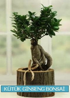 Kütük ağaç içerisinde ginseng bonsai  Ankara kalaba çiçek gönderme sitemiz güvenlidir 