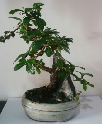 S şeklinde ithal bonsai ağacı  Ankara aşağı eğlence çiçek yolla 