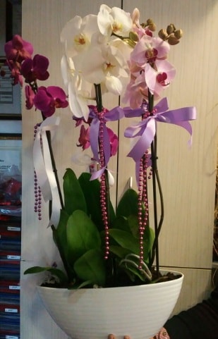 Mor ve beyaz ve pembe 6 dallı orkide  Ankara Keçiören güvenli kaliteli hızlı çiçek 