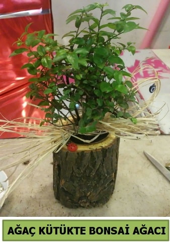 Doğal ağaç kütük içerisinde bonsai ağacı  Ankara kalaba çiçek gönderme sitemiz güvenlidir 