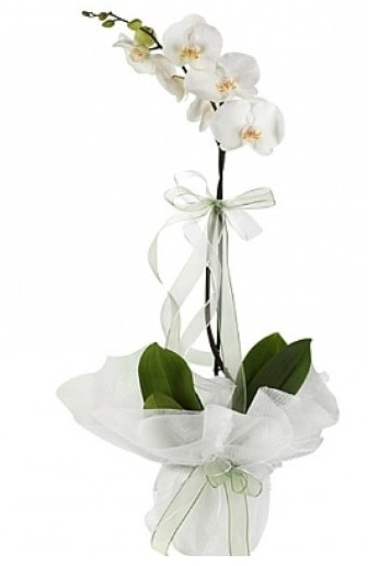 Tekli Beyaz Orkide  Ankara Keçiören çiçek mağazası , çiçekçi adresleri 