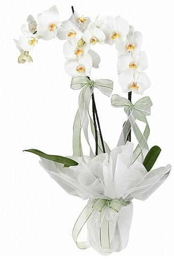 Çift Dallı Beyaz Orkide  Ankara atapark kaliteli taze ve ucuz çiçekler 