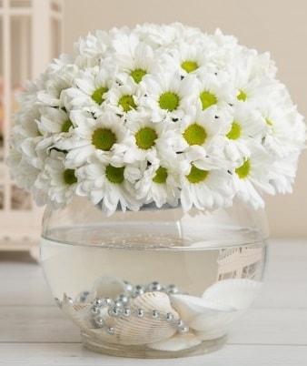Fanusta beyaz Papatya  Ankara esertepe çiçek yolla , çiçek gönder , çiçekçi  