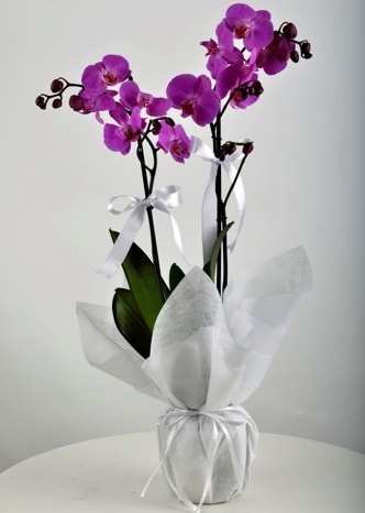 Çift dallı saksıda mor orkide çiçeği  Ankara Keçiören uluslararası çiçek gönderme 