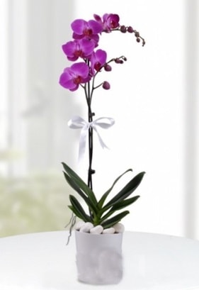 Tek dallı saksıda mor orkide çiçeği  Ankara pursaklar cicekciler , cicek siparisi 