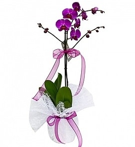 Tek dallı saksıda ithal mor orkide çiçeği  Ankara pursaklar cicekciler , cicek siparisi 