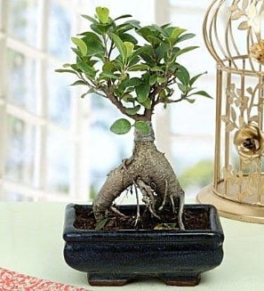 Appealing Ficus Ginseng Bonsai  Ankara atapark kaliteli taze ve ucuz çiçekler 