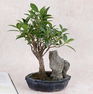 Japon ağacı Evergreen Ficus Bonsai  Ankara kalaba çiçek gönderme sitemiz güvenlidir 