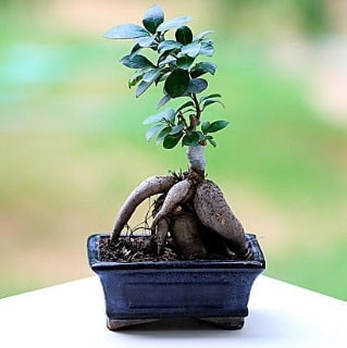 Marvellous Ficus Microcarpa ginseng bonsai  Ankara Keçiören uluslararası çiçek gönderme 