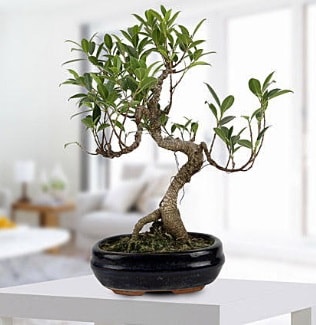 Gorgeous Ficus S shaped japon bonsai  Ankara esertepe ucuz çiçek gönder 